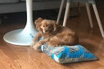 Un Cavapom allongé sur un oreiller et semblant détendu