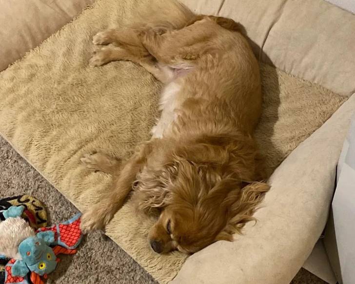 Un Cavapom allongé et semblant détendu 