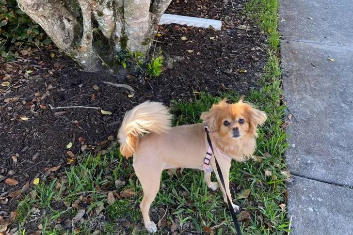 Un Cavapom sur une surface herbacée et qui est tenu en laisse 