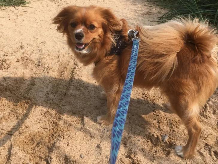 Un Cavapom sur une surface sableuse et qui est tenu en laisse