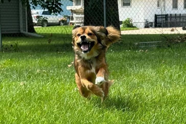 Un Cavapom courant sur une surface herbacée et portant un collier autour du cou
