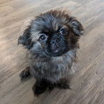 Un Pekalier assis sur un plancher et regardant vers la caméra