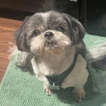 Un Pekalier assis sur un tapis et portant un collier autour du cou