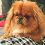 Un Pekalier allongé et semblant détendu 