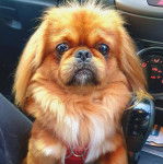 Un Pekalier assis dans une voiture et portant un harnais 