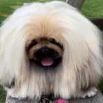 Un Pekalier tirant la langue 