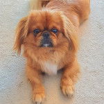 Un Pekalier allongé sur une surface bétonnée et regardant vers la caméra