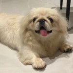 Un Pekalier allongé sur un sol carrelé et ayant la langue pendante 