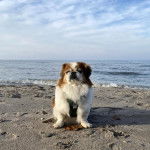 Un Pekalier sur une surface sableuse et portant un harnais 