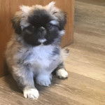 Un Pekalier assis sur un plancher et regardant vers la caméra 