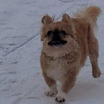 Un Pekalier sur une surface enneigée 