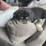 Un Pekalier allongé sur un canapé et regardant vers la caméra 