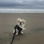 Un Pekalier sur une surface sableuse et qui est tenu en laisse 