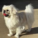 Un Pekalier sur une surface bétonnée et tenant une balle dans sa gueule 