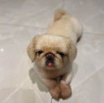 Un Pekalier sur une surface carrelé et tirant la langue 