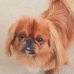 Un Pekalier sur une moquette tirant la langue et regardant vers la caméra