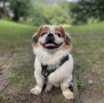 Un Pekalier assis sur un terrain herbeux et qui est tenu en laisse 