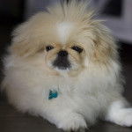 Un Pekalier allongé et portant un collier autour du cou