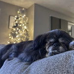 Un Pekalier allongé sur un canapé et semblant détendu