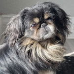 Un Pekalier allongé et regardant vers la caméra 