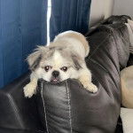 Un Pekalier allongé sur un canapé et semblant détendu 