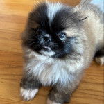 Un Pekalier sur un plancher 