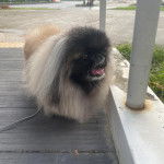 Un Pekalier sur un plancher et qui est tenu en laisse 