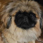 Ûn Pekalier regardant vers le haut