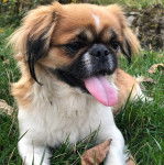 Un Pekalier sur un terrain herbeux et tirant la langue 