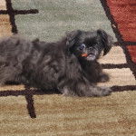 Un Pekalier allongé sur un tapis et regardant vers la caméra 