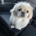 Un Pekalier assis sur le siège d'une voiture et semblant détendu