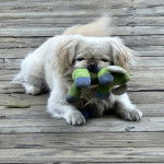 Un Pekalier allongé sur un plancher et ayant une peluche dans sa gueule 