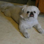 Un Pekalier allongé sur une surface bétonnée et tirant la langue 