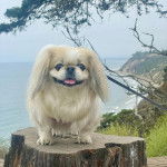 Un Pekalier sur un tronc d'arbre et tirant la langue 