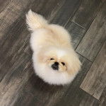 Un Pekalier sur un plancher et regardant la caméra 