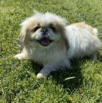 Un Pekalier allongé sur un terrain herbeux et ayant la gueule légèrement ouverte