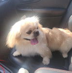 Un Pekalier allongé sur le siège d'une voiture et tirant la langue 