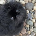 Un Pekalier sur des gravillons et regardant vers la caméra