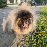 Un Pekalier sur une surface bétonnée et ayant la gueule légèrement ouverte 