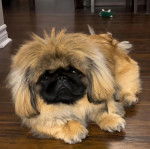 Un Pekalier allongé sur un plancher et regardant vers la caméra 