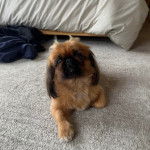 Un Pekalier allongé sur une moquette et semblant détendu