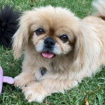 Un Pekalier allongé sur un terrain herbeux et portant un collier autour du cou