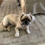 Un Pekalier allongé sur un tapis et regardant vers la caméra 