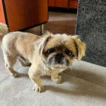 Un Pekalier sur une surface bétonnée et regardant vers la caméra 