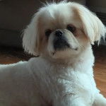 Un Pekalier allongé sur un plancher