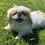 Un Pekalier allongé sur une surface herbacée et ayant la gueule légèrement ouverte 