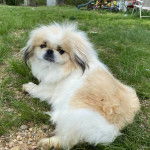 Un Pekalier allongé sur un terrain herbeux et regardant vers la caméra 