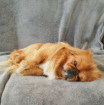 Un Pekalier allongé sur un canapé et semblant détendu 