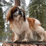 Un Pekalier sur un tronc d'arbre 