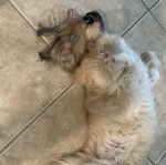 Un Pekalier allongé sur le dos sur un sol carrelé 